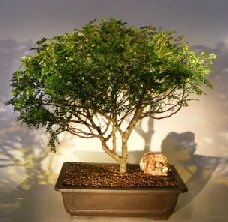 Flowering Chinese Pepper Bonsai Tree (zanthoxylum piperitum)