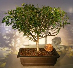 Flowering Chinese Pepper Bonsai Tree (zanthoxylum piperitum)