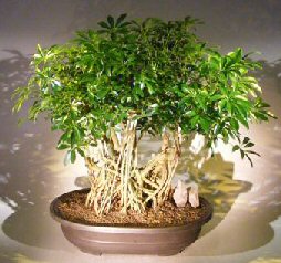 Hawaiian Umbrella Bonsai Tree Banyan Style (arboricola schfflera)