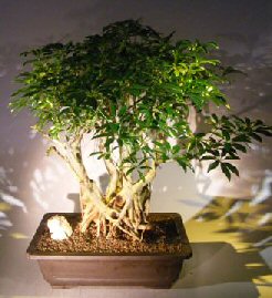 Hawaiian Umbrella Bonsai Tree Banyan Style (arboricola schfflera)