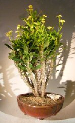 Flowering Crown of Thorns Bonsai Tree – Cream / Yellow (euphorbia milii)