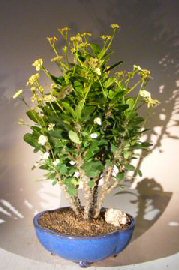 Flowering Crown of Thorns Bonsai Tree – Cream / Yellow (euphorbia milii)