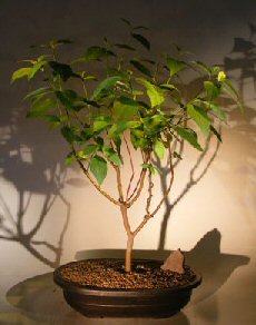 Red Twig Dogwood Bonsai Tree (cornus alba)