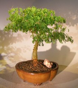 Flowering Brazilian Raintree Bonsai Tree (pithecellobium tortum)