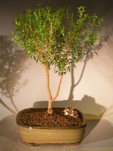 Flowering Myrtle Upright Style (myrtus communis ‘compacta’)