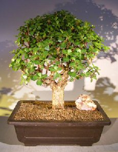 unknown Baby Jade Bonsai Tree<br><i></i>(Portulacaria Afra)