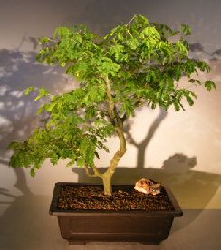 Flowering Brazilian Raintree Bonsai Tree (pithecellobium tortum)