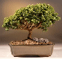 Japanese Kingsville
                                             Boxwood (buxus microphylla 'compacta')