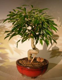Oriental Ficus Bonsai Tree Coiled Trunk (benjamina ‘orientalis’)