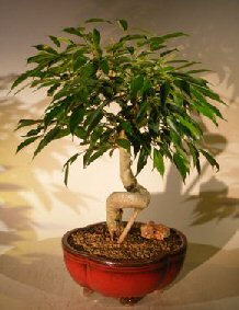 unknown Oriental Ficus Bonsai Tree<br>Coiled Trunk<br><i>(benjamina 'orientalis')</i>