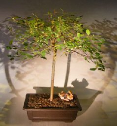 Flowering Weeping Pussy Willow Bonsai Tree (salix caprea ‘kilmarnock’)