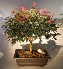 Flowering Chinese Fringe Bonsai Tree (loropetalum chinensis)