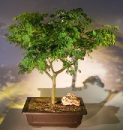 Flowering Brazilian Raintree Bonsai Tree (pithecellobium tortum)