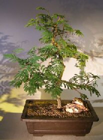 Flowering Princess Earrings Bonsai Tree (dichrostachys cinerea)