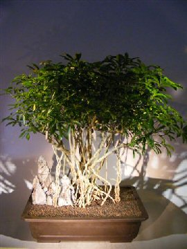 Hawaiian Umbrella Bonsai Tree Braided Banyan Roots (arboricola schfflera)