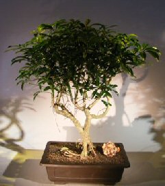 Hawaiian Umbrella Bonsai Tree Exposed Roots (arboricola schefflera)