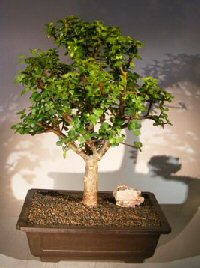 Baby Jade Bonsai Tree (Portulacaria Afra)