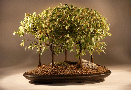 Trident Maple (acer
                                    buergerianum)