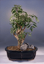 Ming Aralia (polyscais
                                    fruticosa)