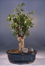 Ming Aralia (polyscais fruticosa)