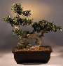 Fukien Tea (carmona)