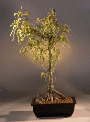 Bald Cypress (taxodium distichum)