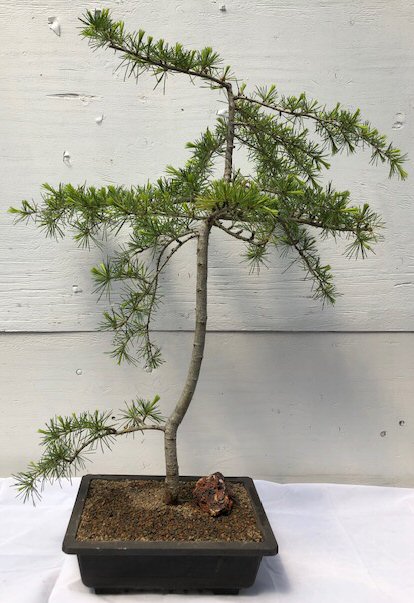 Deodar Cedar Bonsai Tree(cedrus deodara) Image