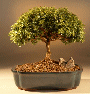 Japanese Kingsville
                                    Boxwood (buxus microphylla 'compacta')