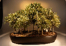 Willow Leaf Ficus
                                    (ficus nerifolia/salicafolia)