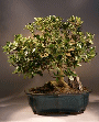 Green Emerald Ficus
                                    (ficus microcarpa)