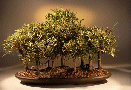 Willow Leaf Ficus
                                    (ficus nerifolia/salicafolia)