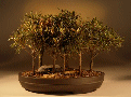 Willow Leaf Ficus
                                    (ficus nerifolia/salicafolia)