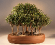 Ficus Too Little Forest (ficus benjamina 'too
                           little')