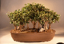 Ficus Too Little
                                    Forest (ficus benjamina 'too little')