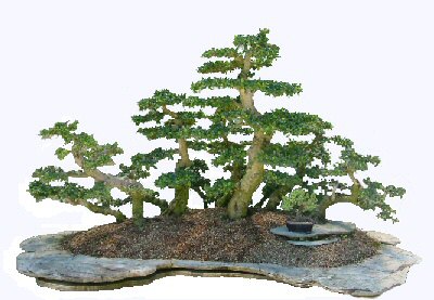 About that Bonzai Tree: "How to Takecare of a Bonzai Tree"???
