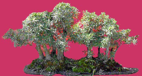 Willow Leaf Ficus Bonsai Tree - Forest - Only $3,900