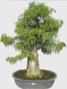 Bald Cypress (taxodium
                                             distichum)