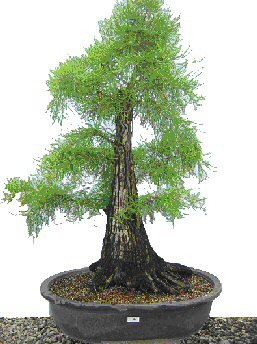 Bald Cypress Bonsai Tree (Taxodium Distichum) - 49 Years Old - Only $3,900