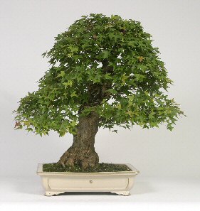 Trident Maple Bonsai Tree (Acer Buergerianum) - 40 Years Old - Only $1,600