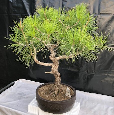 Japanese Black Pine Bonsai TreeArt Shaped Curved Strunk With Tiered Branching(pinus thunbergii 'mikawa') Image
