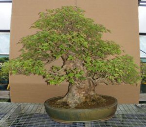 Trident Maple Bonsai Tree (acer buergerianum) Image