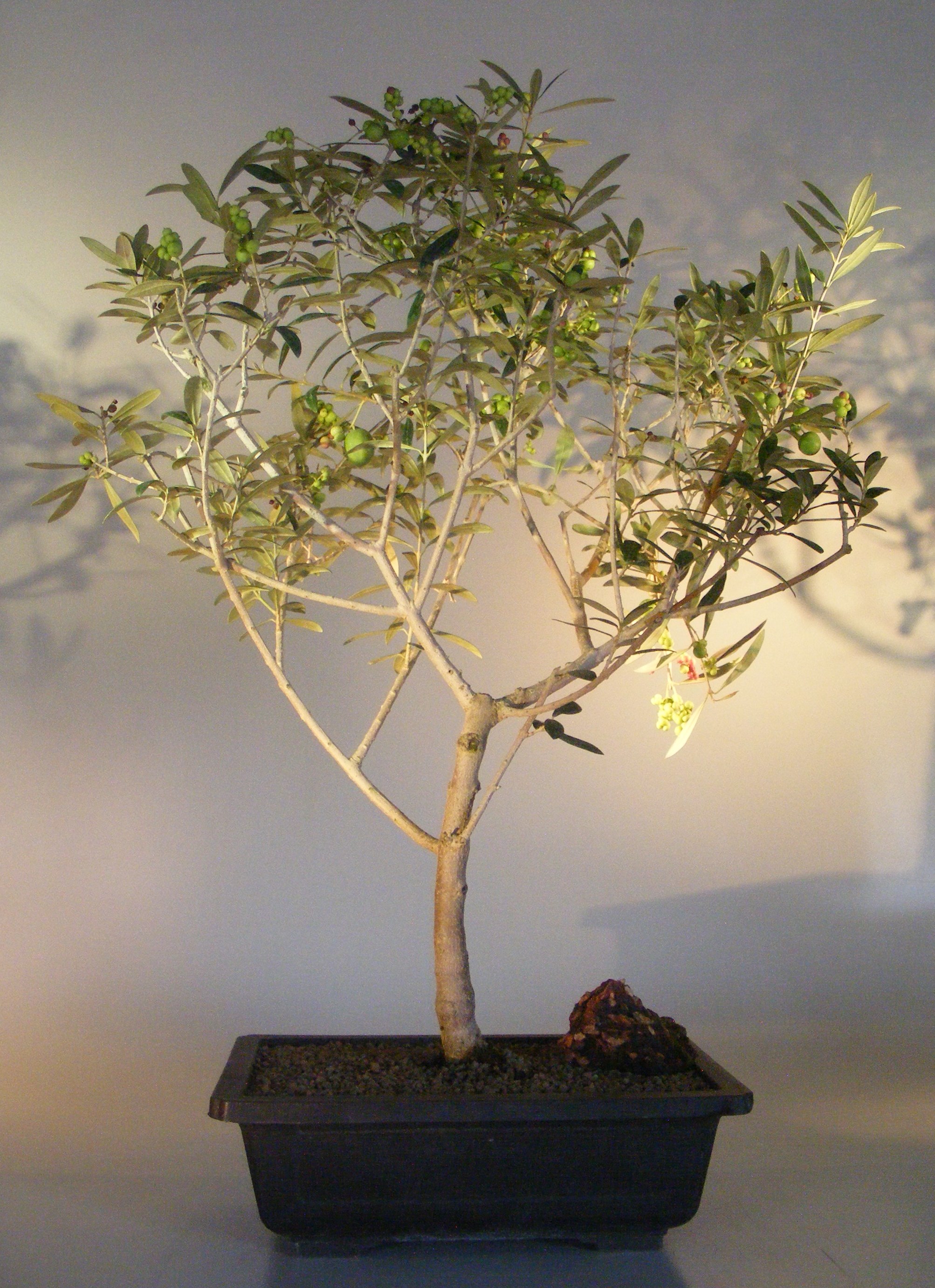 Flowering & Fruiting European Olive Bonsai Tree(olea europaea little ollie) Image