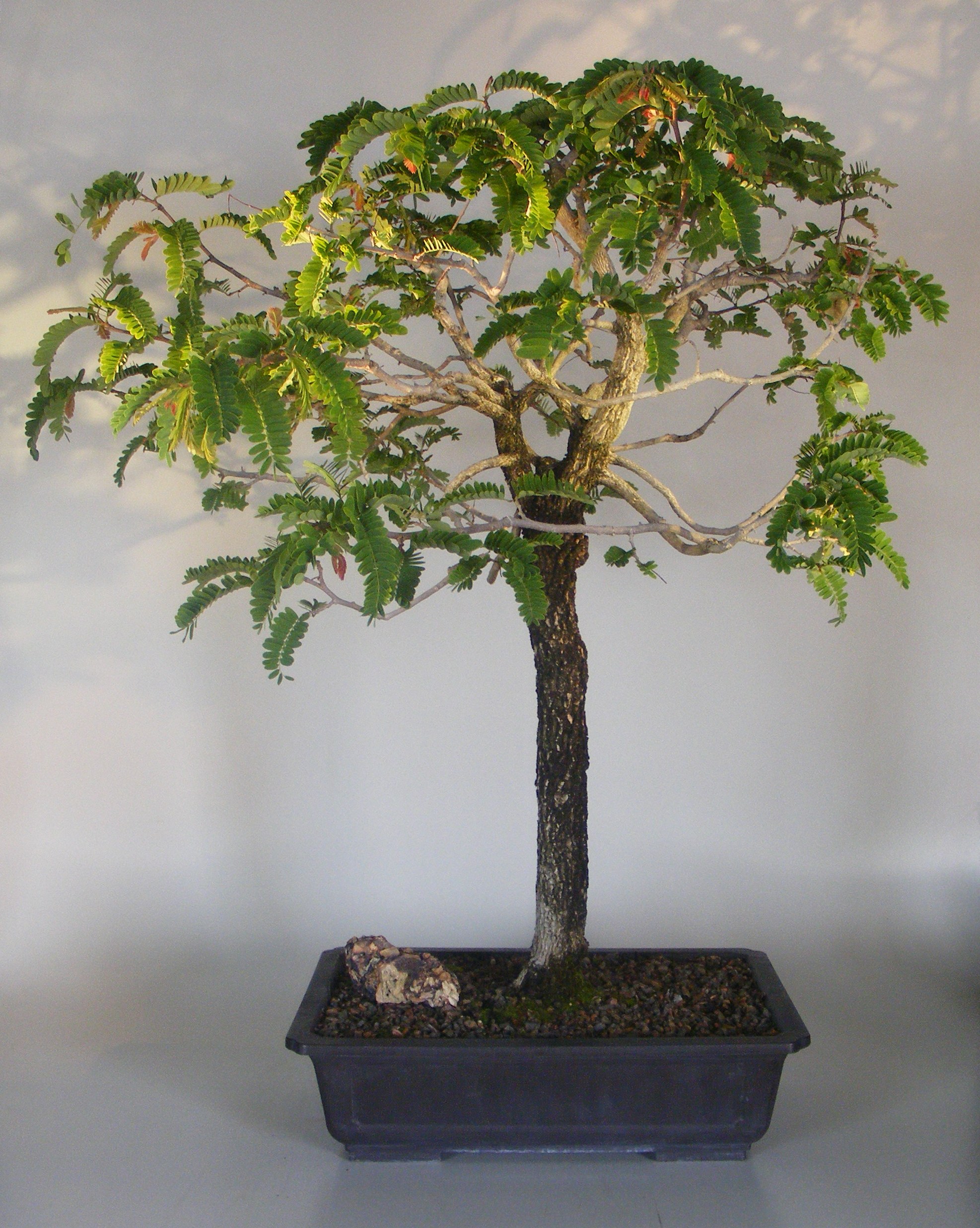 Flowering Tamarind Bonsai Tree (tamarindus indica) Image