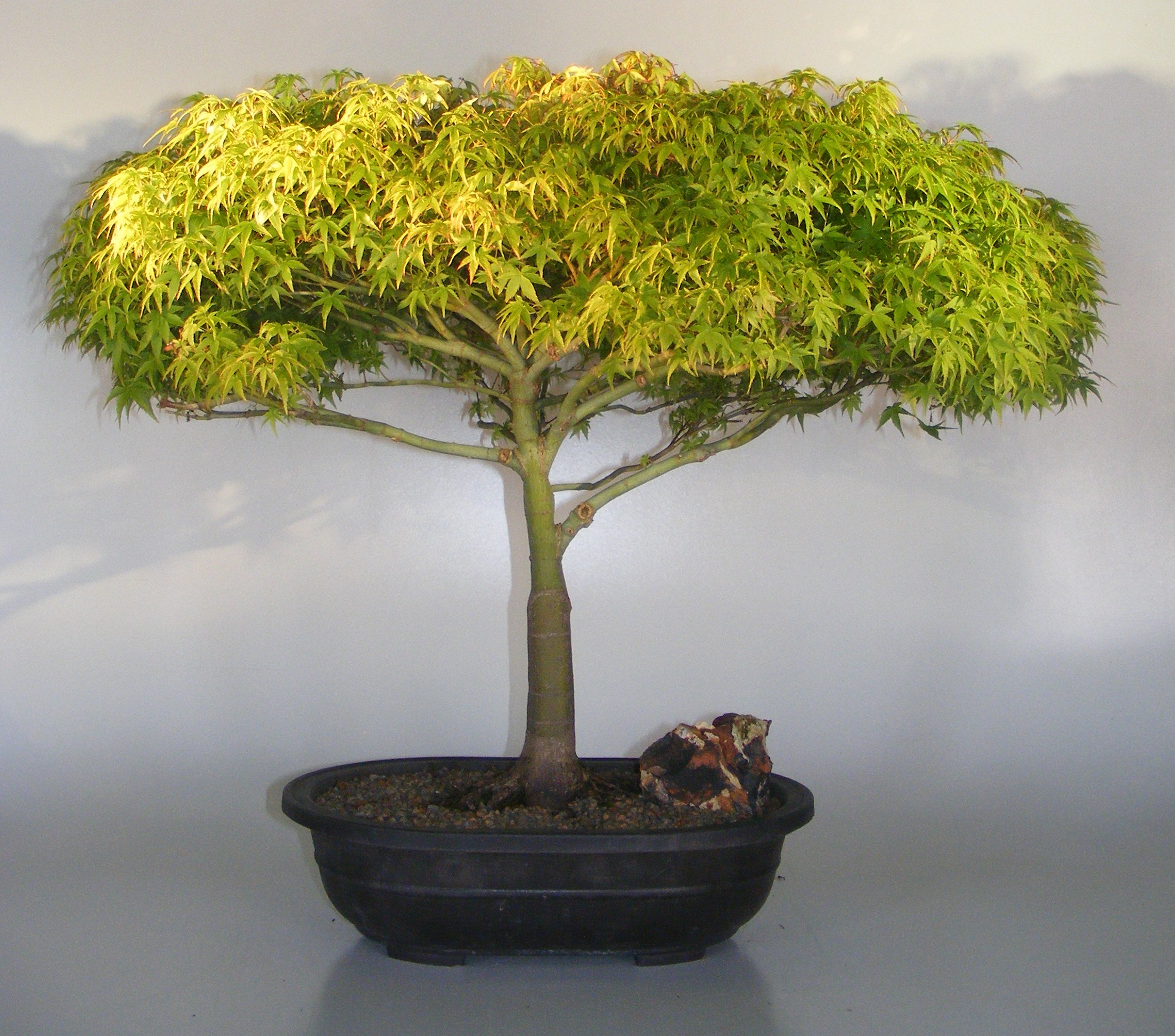 Dwarf Japanese Maple Bonsai Tree(acer palmatum 'Capercis Dwarf') Image