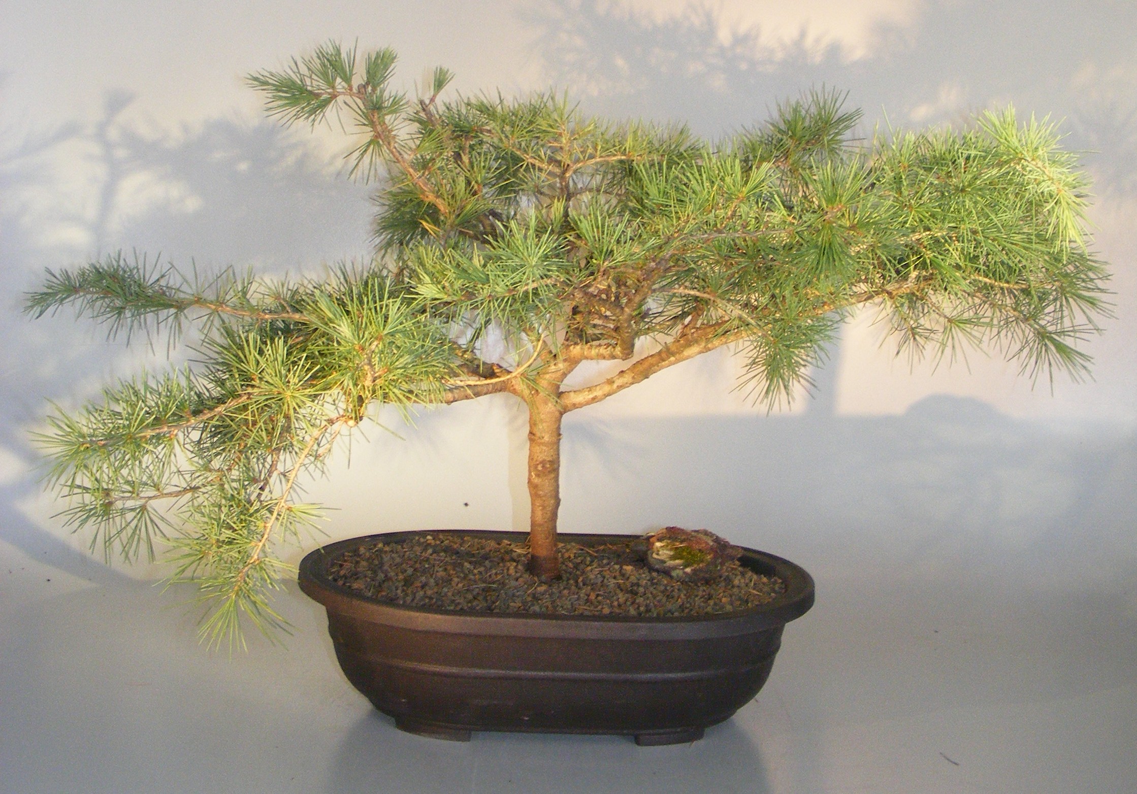 Deodar Cedar 'Snow Sprite' Bonsai Tree(cedrus deodara) Image