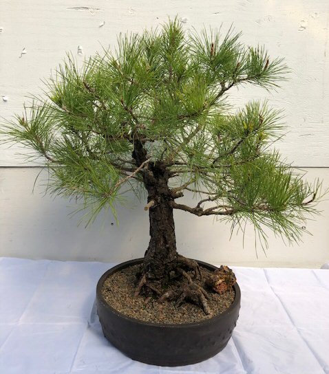 Eastern White Pine Bonsai Tree(pinus strobus 'elf') Image