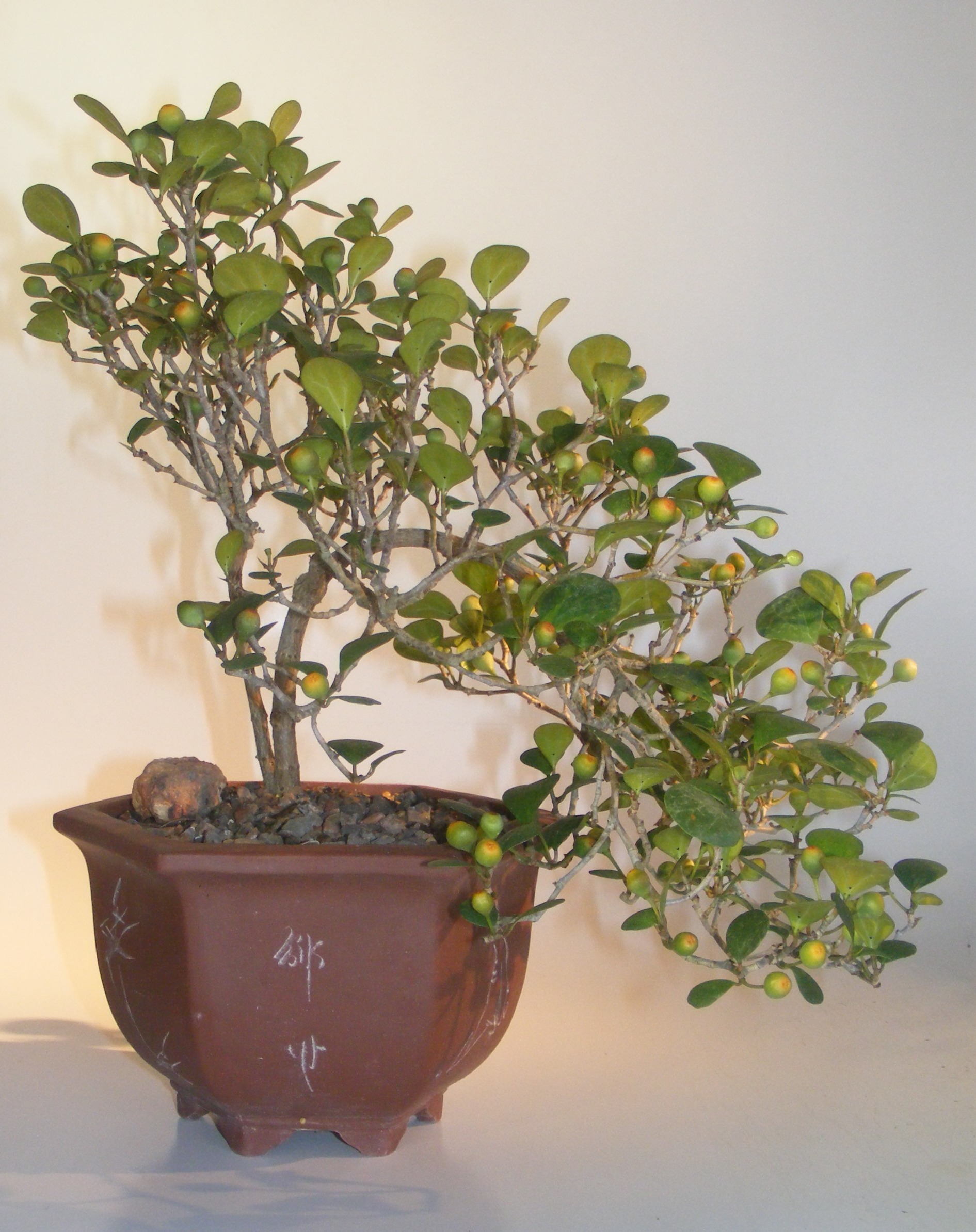 Mistletoe Fig Bonsai TreeCascade Style(ficus diversifolia) Image