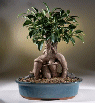 Ginseng Ficus (ficus
                                             retusa)