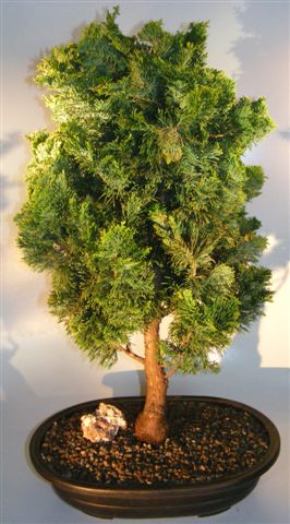 Dwarf Hinoki Cypress Bonsai Tree(chamecyparis gracillis)  Image