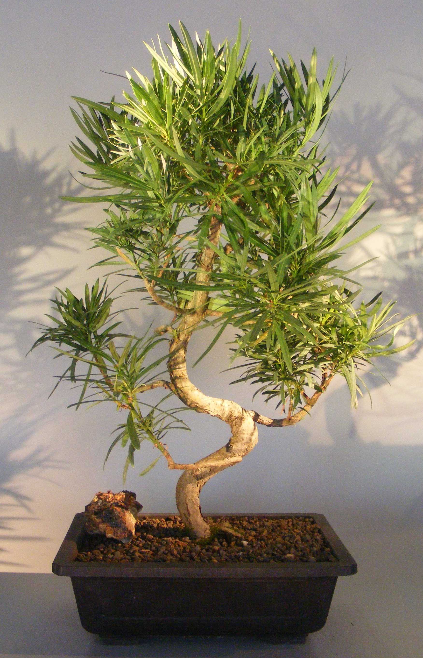 Flowering Podocarpus Bonsai Tree Curved Trunk Style(podocarpus macrophyllus) Image